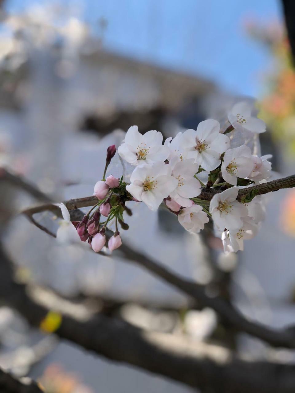 Rinn Heian Shirakawa Κιότο Εξωτερικό φωτογραφία